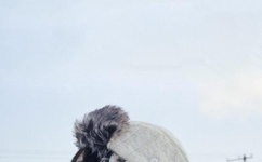 雪白人妻的娇喘声